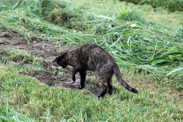 British Longhair Cat Lying in a Grass on Sunny Spring Day