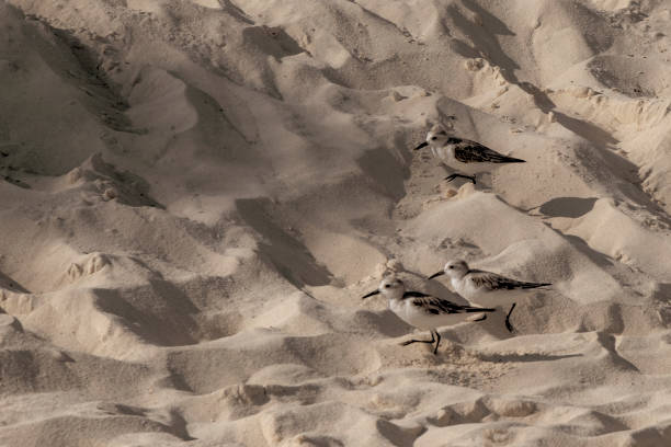 istock Sandpiper snipe sandpipers bird birds on beach sand in Mexico. 2168465691