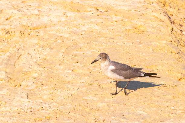 Seagull Seagulls seabird bird is walking on the white beach sand in Playa del Carmen Quintana Roo Mexico.