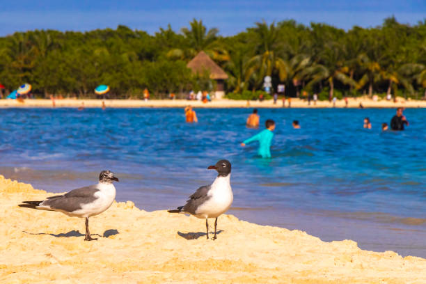 Seagull Seagulls seabirds bird birds are walking on the white beach sand in Playa del Carmen Quintana Roo Mexico.