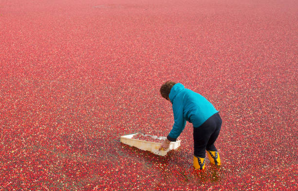 istock Senior woman harvesting cranberries 2168466329