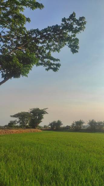 istock Rice field with a tree next to it during windy sunny day in rural area 2168466825