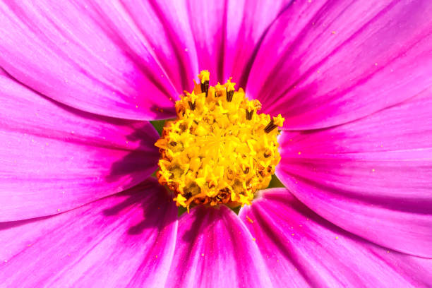Macrophotography with no people