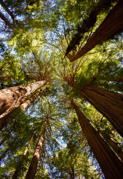 istock Muir Woods National Monument 2168474162