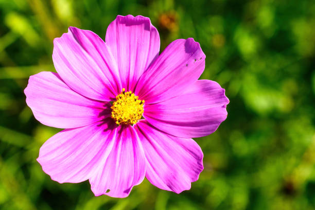 Cosmos Flower close up photo.