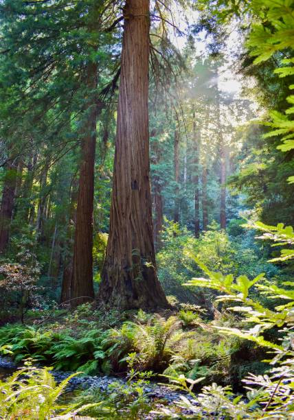 istock Muir Woods National Monument 2168474209