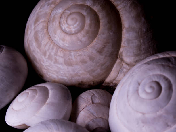 Macro photography of white snail shell
