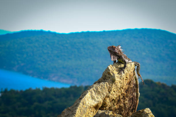 This impressive lizard enjoys a sun-drenched moment on its rocky throne, with a breathtaking vista stretching out behind it. A perfect example of nature's beauty and resilience. #Reptile #IslandLife #Scenic #WildlifePhotography
