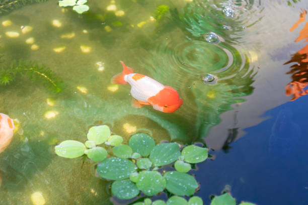 Fishes moving around in a pond on a rainy day.