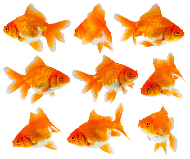 istock Oranda goldfish set isolated on white background close up 2168479792