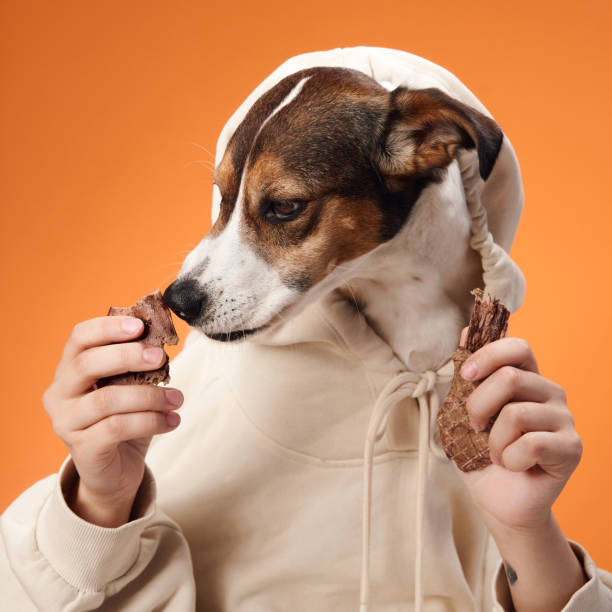 istock Dog biting a treat on orange background 2168479843