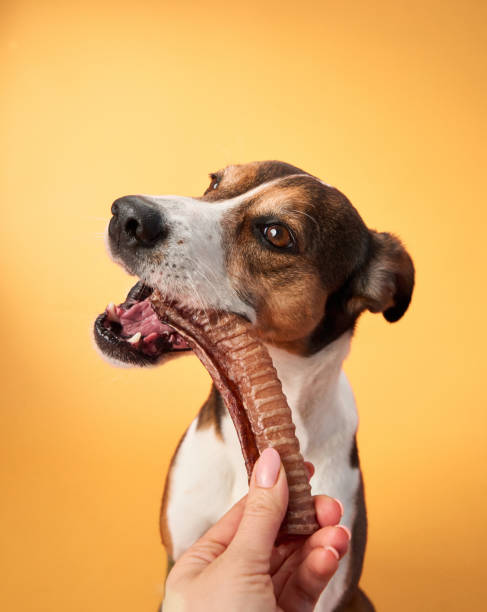 istock Dog biting into a rib on orange background 2168479847