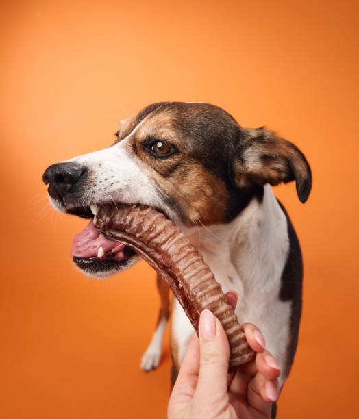 istock Mixed-breed dog biting treat 2168479851