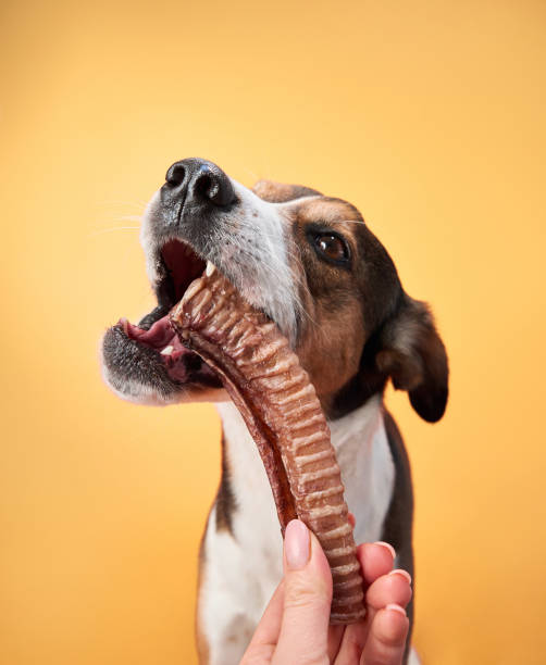istock Dog chewing a rib treat on orange background 2168479852