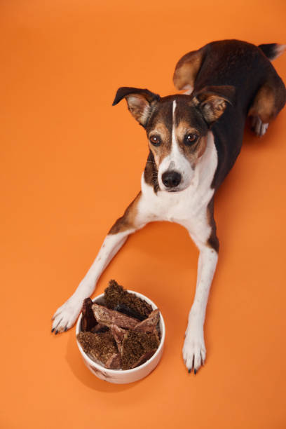 istock Dog looking at a treat bowl on orange background 2168479855
