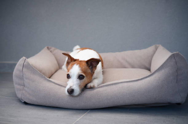 istock Terrier resting its head in a dog bed 2168479856