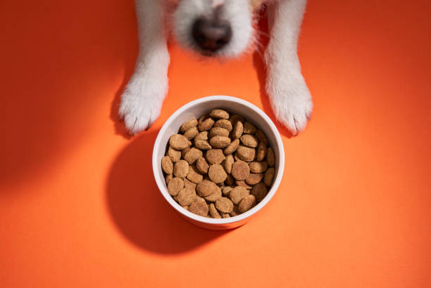 istock Dog looking up at a bowl 2168479859