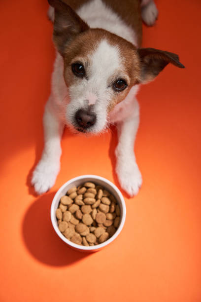 istock Dog and bowl on orange 2168479869