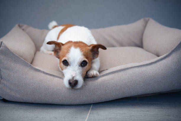 istock Terrier lying comfortably in a dog bed 2168479871