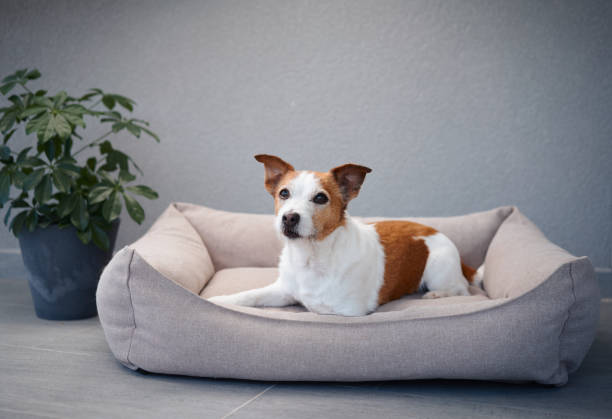 istock Jack Russell Terrier in a dog bed 2168479874