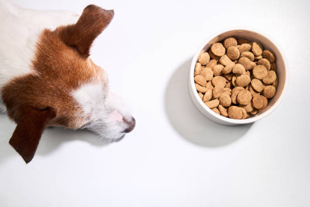 istock Dog with a food bowl 2168479879