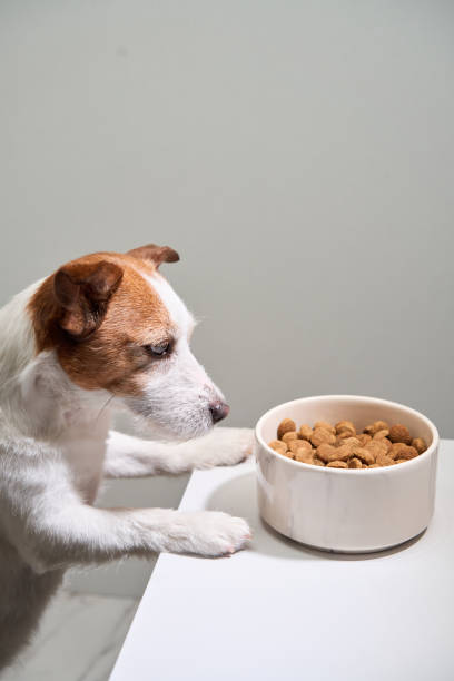 istock Jack Russell Terrier reaching for food bowl 2168479901