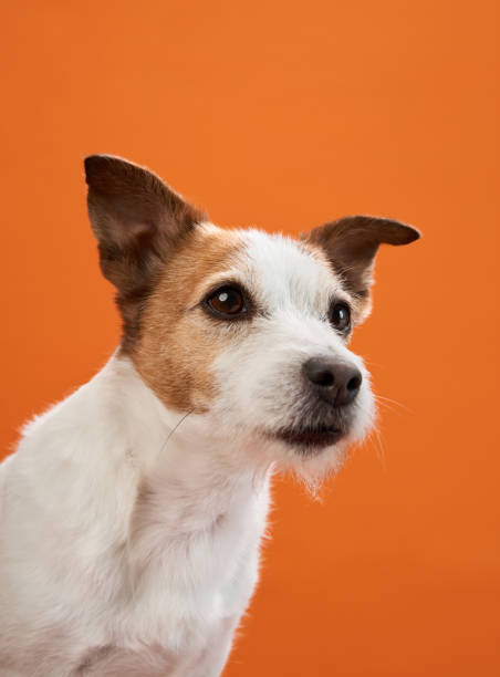 istock Jack Russell Terrier portrait with orange background 2168479904
