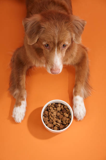 Nova Scotia Duck Tolling Retriever with food bowl