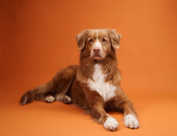 istock Nova Scotia Duck Tolling Retriever lying down with relaxed posture 2168479935