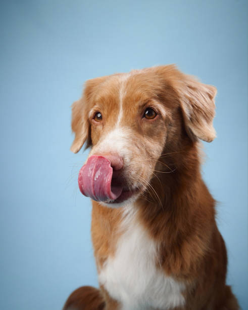 istock Nova Scotia Duck Tolling Retriever licking nose 2168479964