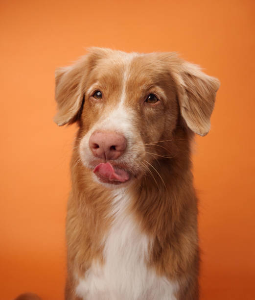istock Nova Scotia Duck Tolling Retriever licking lips with an orange background 2168479970