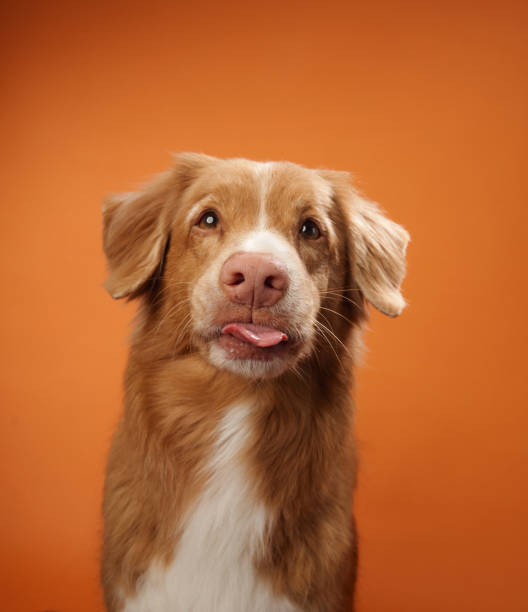 istock Nova Scotia Duck Tolling Retriever with a calm gaze 2168479971