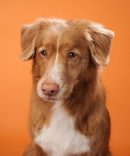 istock Nova Scotia Duck Tolling Retriever with a calm expression against an orange background 2168479972