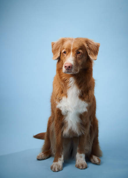 istock Nova Scotia Duck Tolling Retriever sitting calmly 2168479990