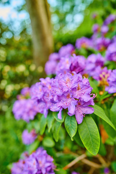 istock Rhododendron in my garden 2168481145