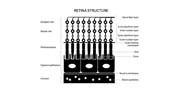 Retinal Structrue Retina Structure Poster Stock Illustration - Download Image Now ...