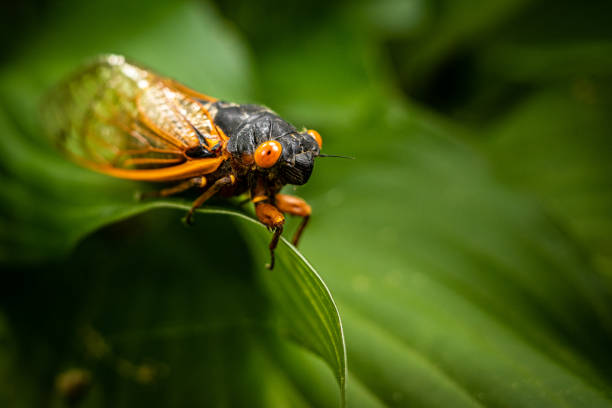 istock Virginia periodical cicada macro on green leaf. 2168483141