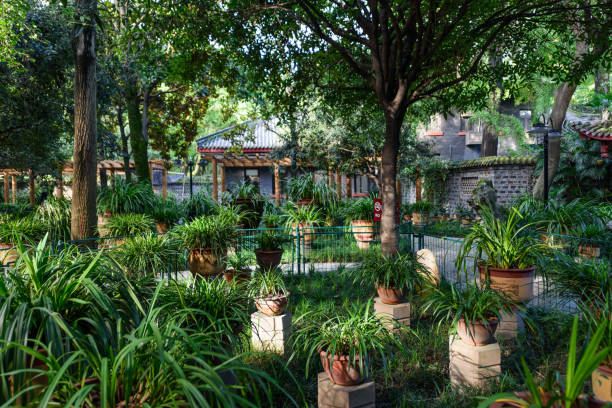 orchideen im people's park, chengdu, sichuan - chengdu stock-fotos und bilder