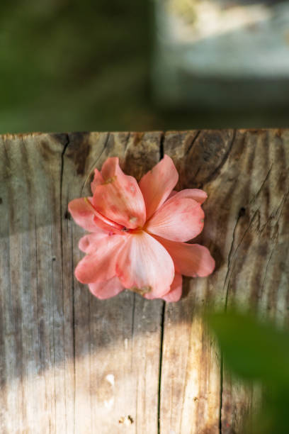 istock A delicate pink flower rests softly on a weathered wooden surface, capturing a moment of natural beauty and simplicity 2168483753