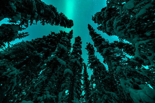 istock Stunning aurora borealis seen in Yukon Territory during winter time with unreal green northern lights bands above the boreal forest. 2168484445