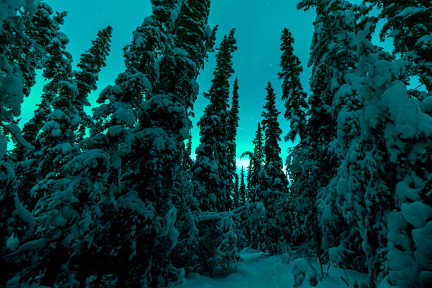 istock Stunning aurora borealis seen in Yukon Territory during winter time with unreal green northern lights bands above the boreal forest. 2168484481