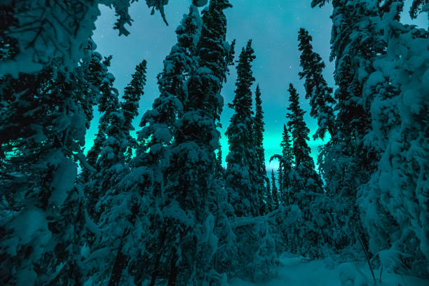 istock Stunning aurora borealis seen in Yukon Territory during winter time with unreal green northern lights bands above the boreal forest. 2168484527