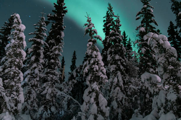 istock Stunning aurora borealis seen in Yukon Territory during winter time with unreal green northern lights bands above the boreal forest. 2168484533