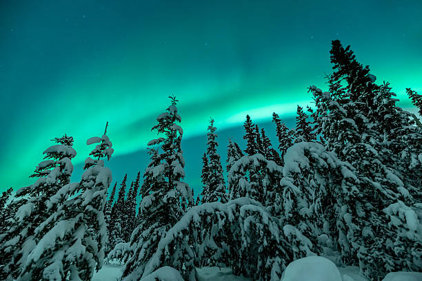 istock Stunning aurora borealis seen in Yukon Territory during winter time with unreal green northern lights bands above the boreal forest. 2168484534