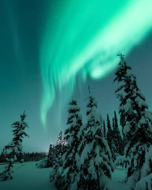 istock Stunning aurora borealis seen in Yukon Territory during winter time with unreal green northern lights bands above the boreal forest. 2168484583