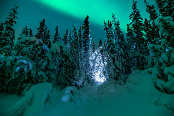 istock Stunning aurora borealis seen in Yukon Territory during winter time with unreal green northern lights bands above the boreal forest. 2168484632