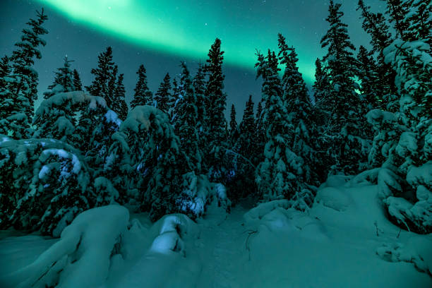 istock Stunning aurora borealis seen in Yukon Territory during winter time with unreal green northern lights bands above the boreal forest. 2168484645