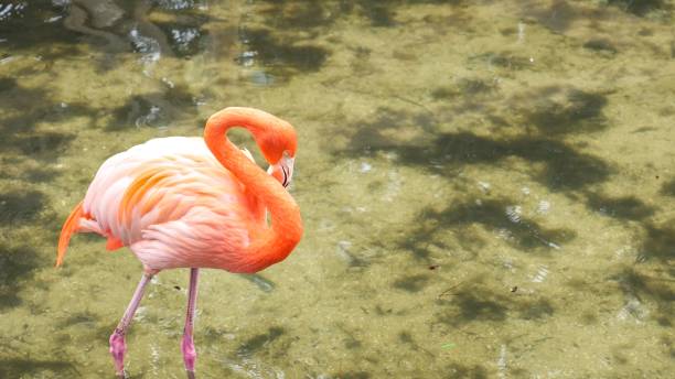 istock Pink Flamingo Walking Through Water, Creating Ripples in Natural Setting 2168488272