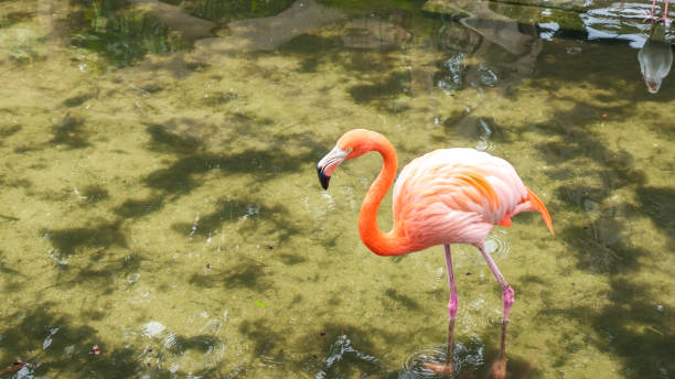 istock Pink Flamingo Walking Through Water, Creating Ripples in Natural Setting 2168488364