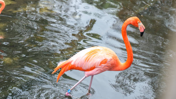 istock Pink Flamingo Walking Through Water, Creating Ripples in Natural Setting 2168488366